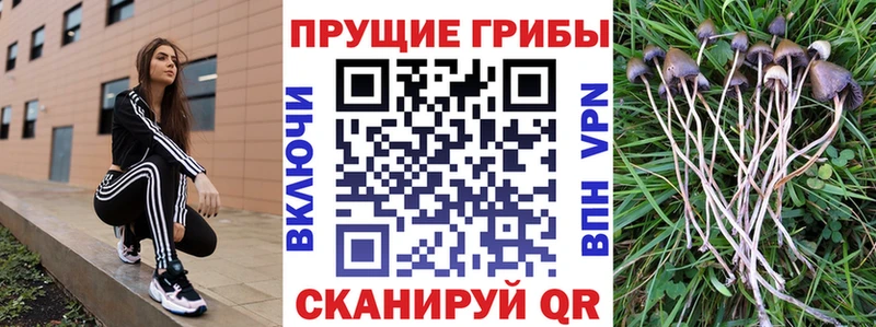 Псилоцибиновые грибы Magic Shrooms  Светогорск 